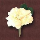 boutonierre- carnation